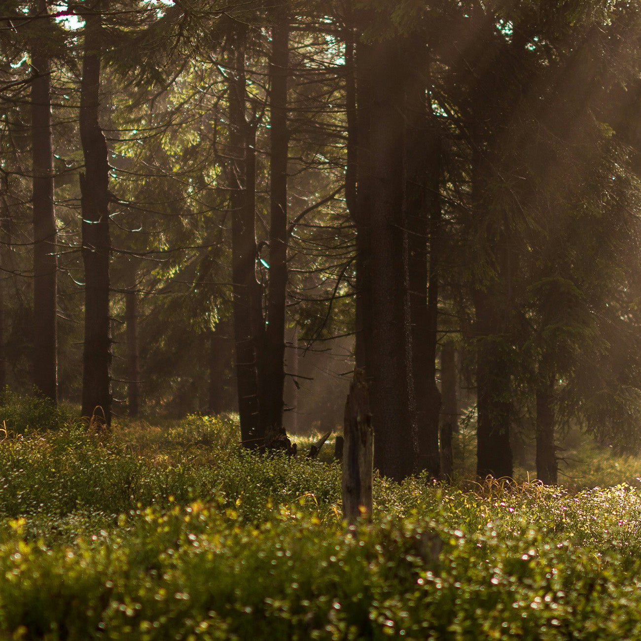 1983 ゴッテスインベイル