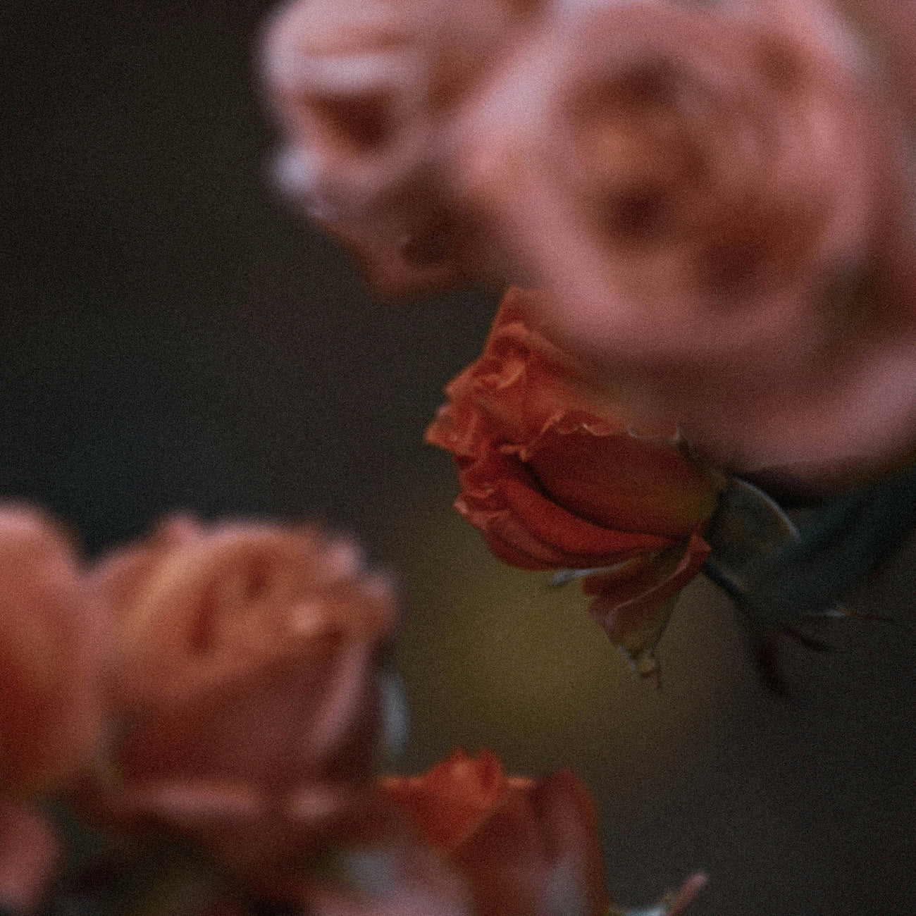 1397 エンチャンテッド