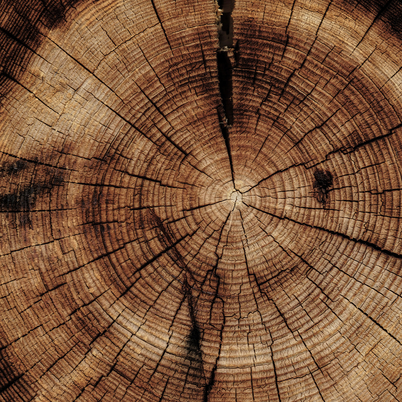 1397 エンチャンテッド