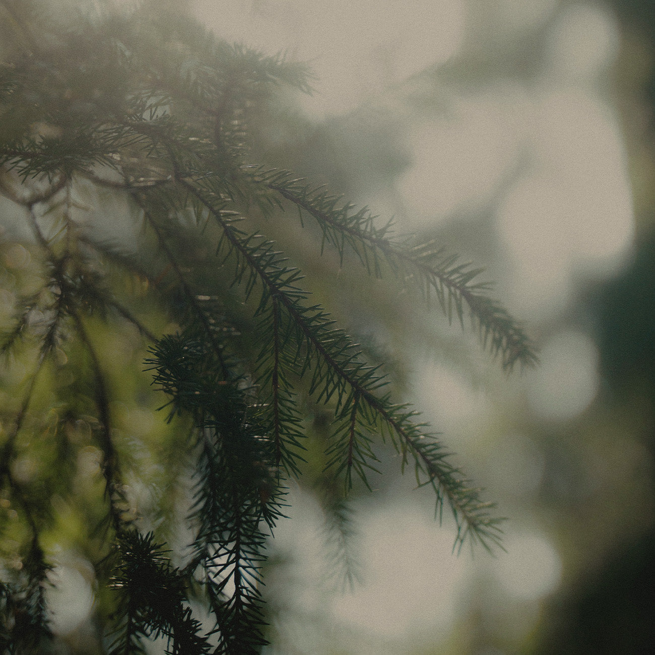 1908 コロニアムスク