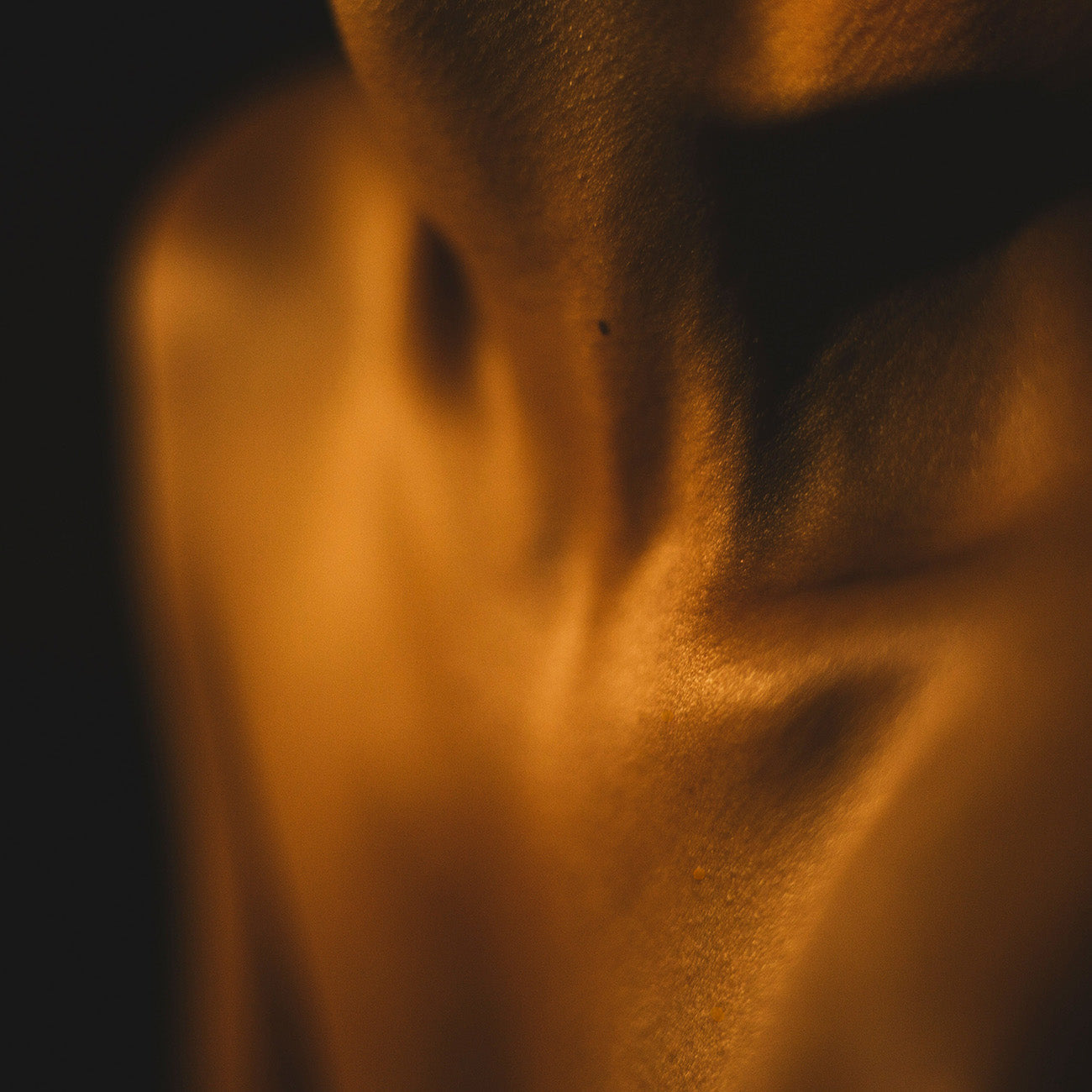 1974 ノーブルミッドナイトローズ