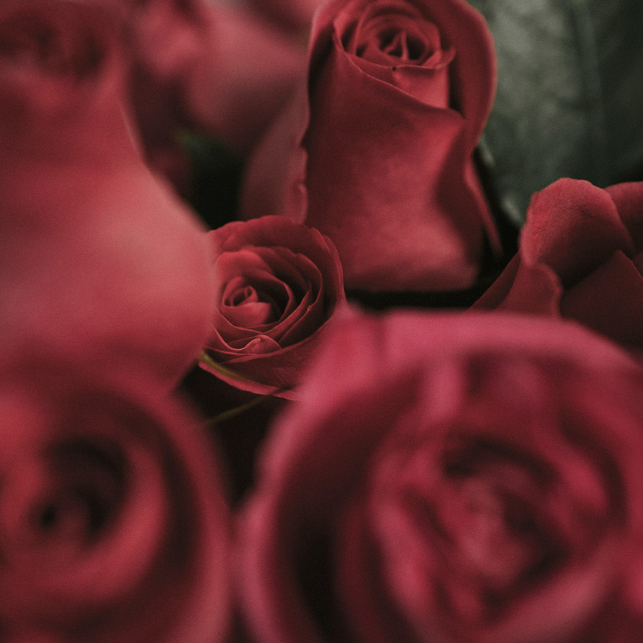 1974 ノーブルミッドナイトローズ