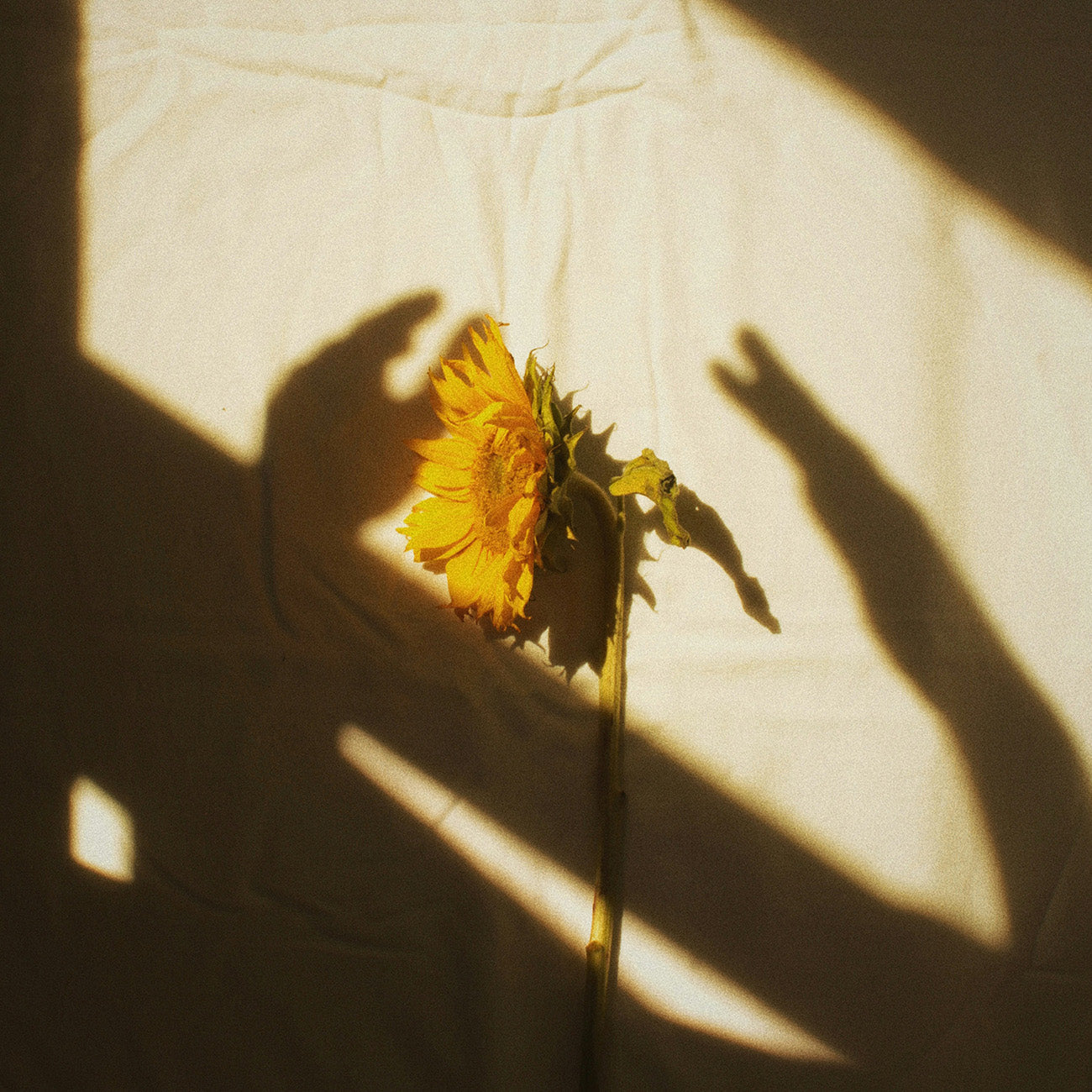 2961 ビューティフルハートビート