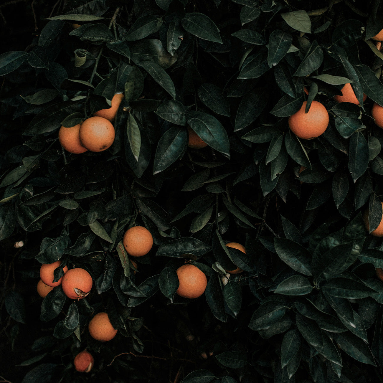 2969 ミスティーフォレスト